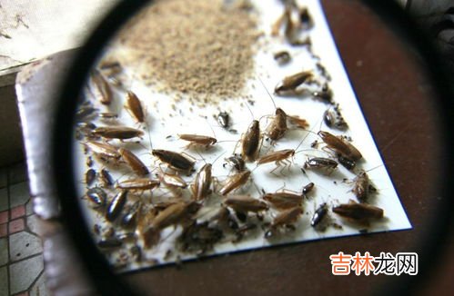 蟑螂爬过的地方有细菌吗,蟑螂爬过的地方有细菌吗？