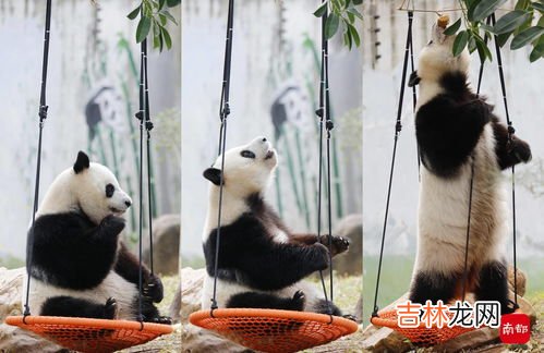冬奥会的熊猫叫什么名字,冬奥会的吉祥物叫什么?