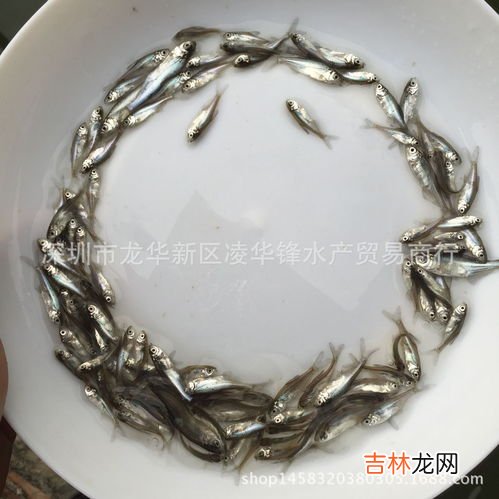 武昌鱼来自武昌吗,&quot;武昌鱼“从古至今受人喜爱，它是否来自于武汉市武昌之地？