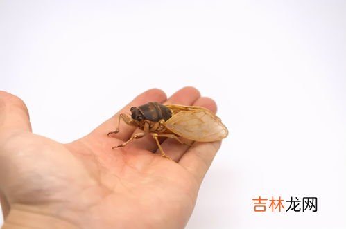 昆虫记中的昆虫,昆虫记有什么昆虫