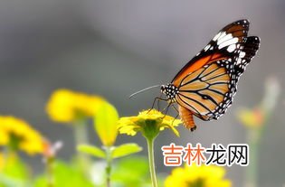 蝶自来前一句是什么,花开蝶自来,前面一句是什么?