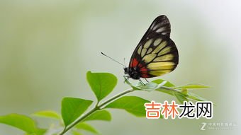 蝶自来前一句是什么,花开蝶自来,前面一句是什么?