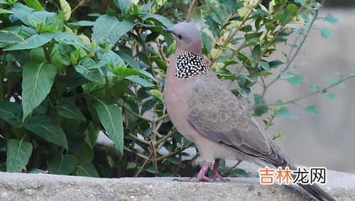 斑鸠是保护动物吗,斑鸠是保护动物吗