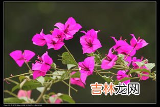 三月什么红十里,正月山茶满盆开,二月迎春初开放,三月桃花红十里,四月牡丹国色