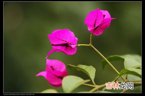 三月什么红十里,正月山茶满盆开,二月迎春初开放,三月桃花红十里,四月牡丹国色