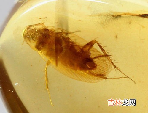 蟑螂是怎么产生的,蟑螂是怎么形成的_蟑螂产生的原因