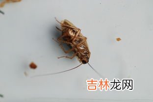蟑螂是怎么产生的,蟑螂是怎么形成的_蟑螂产生的原因