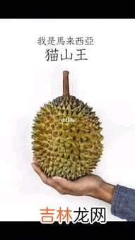 死包榴莲怎么辨别,榴莲死包和生包的区别