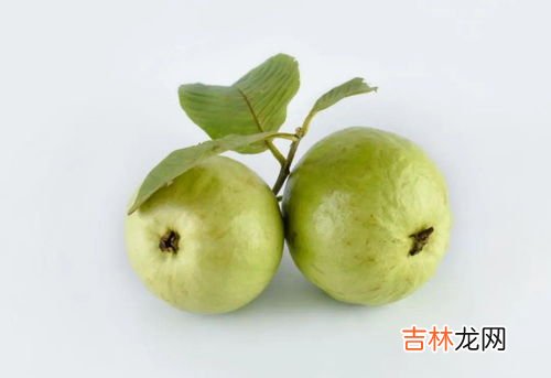 芭乐的功效与作用禁忌,芭乐果的功效与作用及吃法 吃芭乐果的禁忌