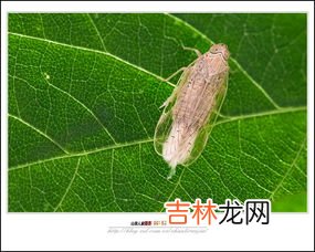 蜘蛛的生活习性和特征,蜘蛛的生活习性