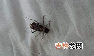 蜘蛛的生活习性和特征,蜘蛛的生活习性