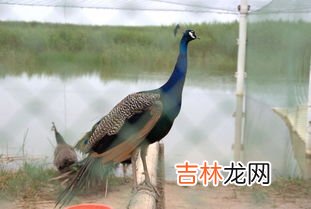 丹顶鹤属于国家几级保护动物,丹顶鹤几级保护动物丹顶鹤多少级保护动物