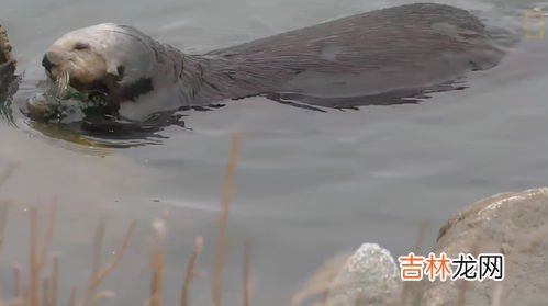 甘肃人属于什么血统,甘肃人是不是有其他人种的血统