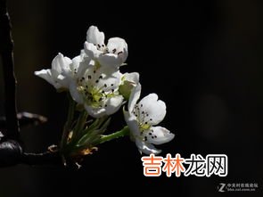 桃花先开还是梨花先开,桃花、李子花、梨花，谁在春天最先开谁最后开花？