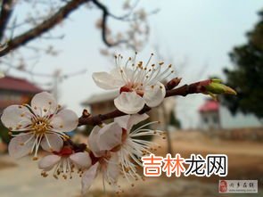 桃花先开还是梨花先开,桃花、李子花、梨花，谁在春天最先开谁最后开花？