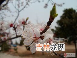 桃花先开还是梨花先开,桃花、李子花、梨花，谁在春天最先开谁最后开花？