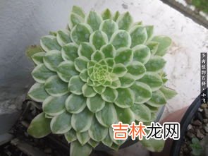 法师三仙是哪三仙,三仙姑是天上那路神仙