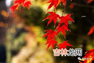 枫叶的花语,枫叶的寓意是什么 枫叶有什么含义