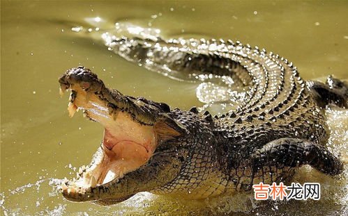 恐龙的后代是现在的什么动物,恐龙的后代是什么