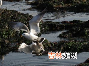 恐龙的后代是现在的什么动物,恐龙的后代是什么