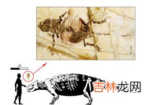 甲龙吃什么,甲龙是吃什么的