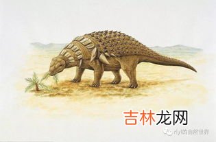 甲龙吃什么,甲龙是吃什么的
