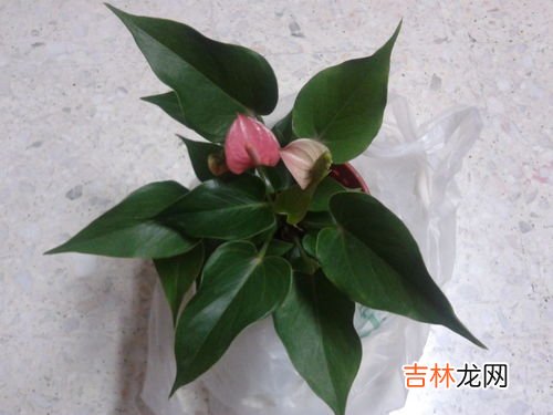 男生发白山茶什么意思,关于白山茶的诗句还有它的意思