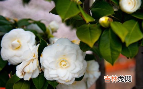 男生发白山茶什么意思,关于白山茶的诗句还有它的意思