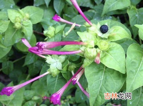 地雷花怎么种,地雷花种子催芽方法 地雷花种子怎么催芽