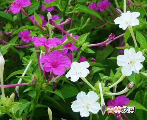 地雷花怎么种,地雷花种子催芽方法 地雷花种子怎么催芽