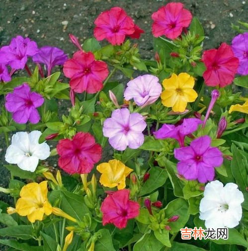 地雷花怎么种,地雷花种子催芽方法 地雷花种子怎么催芽