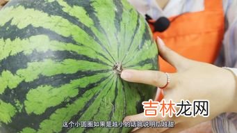 西瓜挑肚脐大的还是小的,西瓜该怎么挑？
