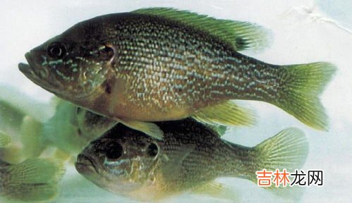 太阳鱼有毒为什么还吃,太阳鱼为什么有毒？