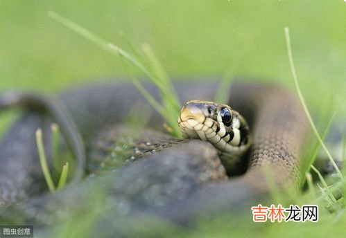 雄黄怎么用才能驱蛇,雄黄是如何驱蛇的?