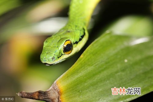 雄黄怎么用才能驱蛇,雄黄是如何驱蛇的?