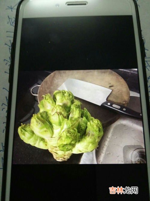 方瓜学名叫什么,方瓜学名叫什么 方瓜的简介