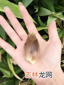 方瓜学名叫什么,方瓜学名叫什么 方瓜的简介