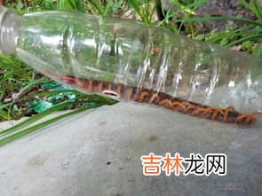 野生活蜈蚣可以直接泡酒吗,我把活蜈蚣直接放进酒里可以吗？