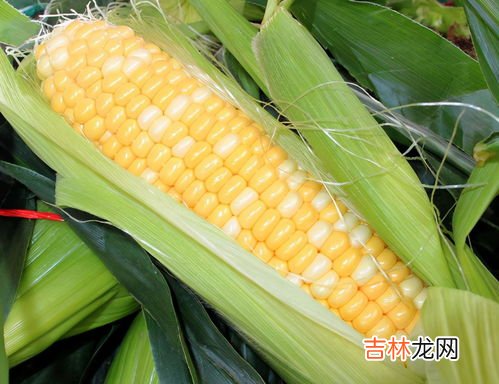 带皮鲜玉米能保存几天,带皮的新鲜玉米如何存放
