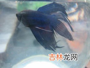 斗鱼多久喂一次,斗鱼一天喂几次,喂什么食物