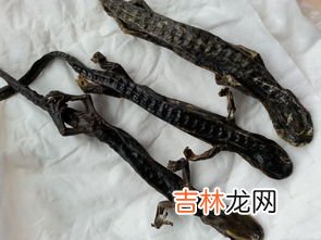 蝾螈和娃娃鱼的区别,蝾螈和娃娃鱼的区别