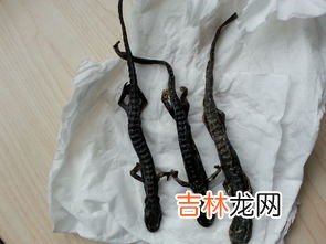 蝾螈和娃娃鱼的区别,蝾螈和娃娃鱼的区别