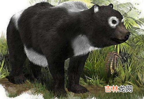 熊猫为何从吃肉改成吃竹,熊猫一开始吃肉,为什么现在会选择吃竹叶?