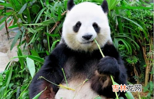 熊猫为何从吃肉改成吃竹,熊猫一开始吃肉,为什么现在会选择吃竹叶?
