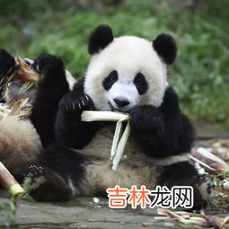 熊猫为何从吃肉改成吃竹,熊猫一开始吃肉,为什么现在会选择吃竹叶?