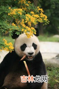 熊猫为何从吃肉改成吃竹,熊猫一开始吃肉,为什么现在会选择吃竹叶?
