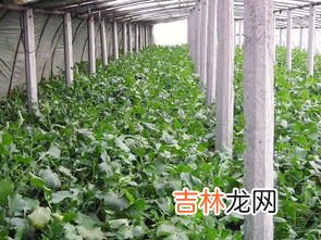 北方沙窝萝卜种植时间,零下一度对生长的沙窝萝卜会冻坏吗？