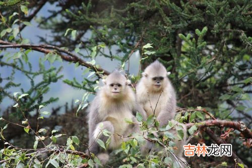 金丝猴的习性,金丝猴的生活习性或特点是什么