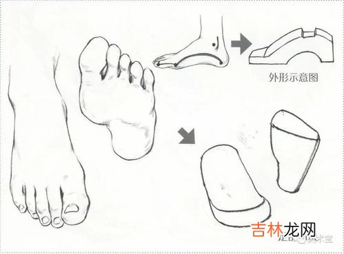 五个脚趾怎么称呼,英语的五个脚指分别怎么说?