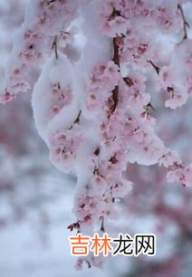 淡雪耐寒多少度,紫乐和淡雪哪个耐寒